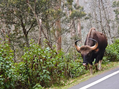 An impressive Indian gaur walking along a scenic forested roadside in Kodaikanal Tamil Nadu