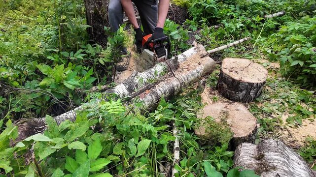 Professional uses a chainsaw to section a fallen tree outdoors, forestry operations, timber preparation, landscape maintenance, wood cutting.