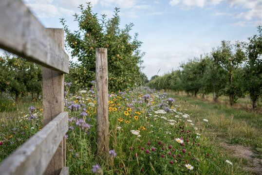 Pollinator buffer strip in a close foreground-framed view highlighting pollinator habitat and farm stewardship at an orchard edge