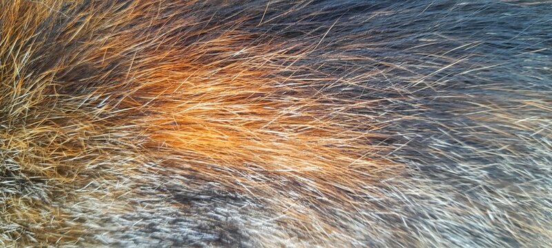brown fur texture
Images can be used for background,wallpaper,design,etc
