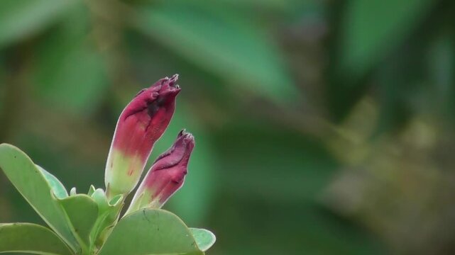Dark Red Adenium Flower Bud with Soft Bokeh Background