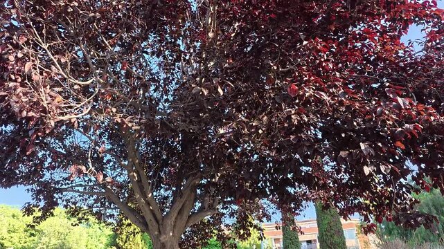 tree with purple leaves, 4K resolution