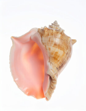 Pink conch shell isolated on white studio background marine sea nature closeup