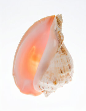 Pink conch shell isolated on white background marine sea nature closeup