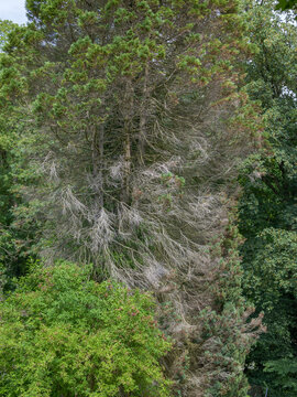 Abgestorbener Nadelbaum, Auswirkung von Trockenheit, Klimawandel, Bernried, Bayern, Deutschland