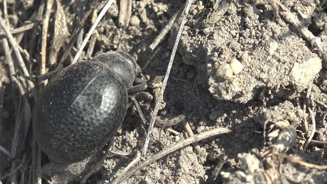 Black darkling beetle crawling over dry dusty ground among withered stalks in harsh sunlight, ground-level macro with cracked soil, grey earthy tones and shallow depth of field