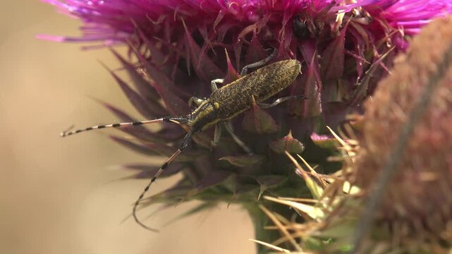 Golden longhorn beetle with long banded antennae on a purple thistle flower head in summer, macro view with spiny bracts and shallow depth of field on a warm blurred background