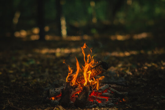 Small Campfire Burning in the Woods