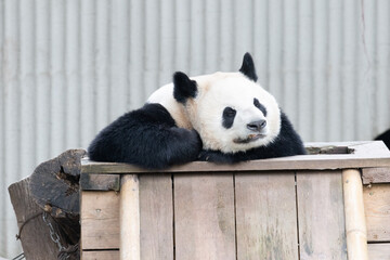 Female Giant Panda, Hao Qi, Resting Chin on Wooden Structure © foreverhappy