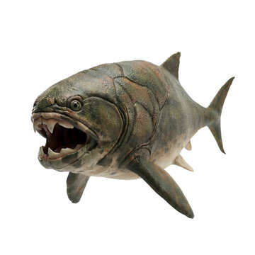 Prehistoric armored fish with open jaws swimming isolated on white background for educational and commercial use