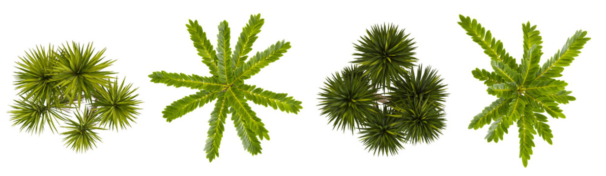 Set of Yucca,Zamia trees on transparent background from the top view