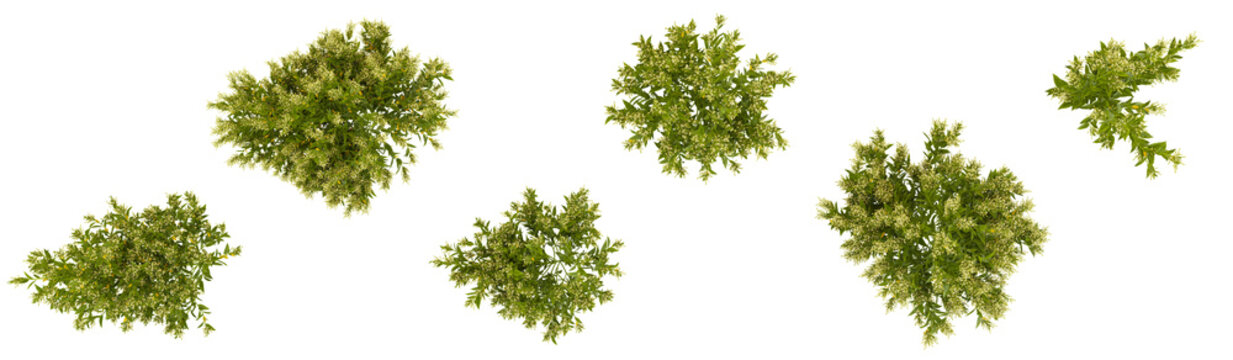 3d illustration of Cestrum plants on transparent background from the top view