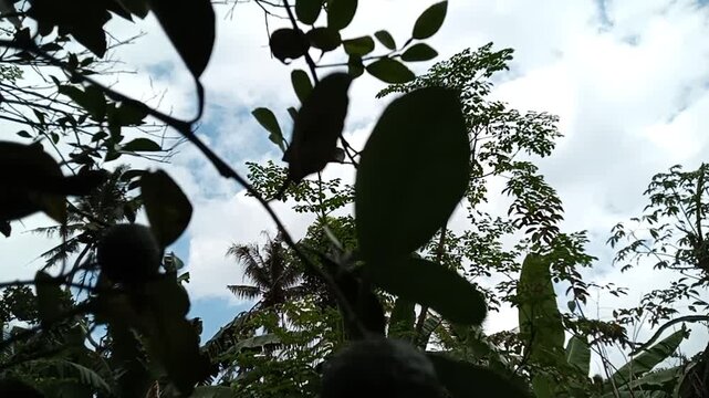 Fresh,green kaffir lime or makrut lime with leaves isolatet