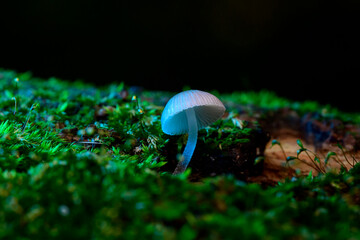 Blue Mushroom Glowing on Green Moss in Dark Forest  © alexpirer