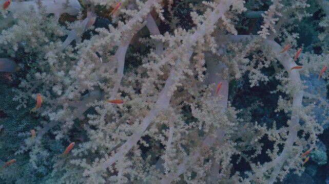 Closeup of soft coral on wall.
