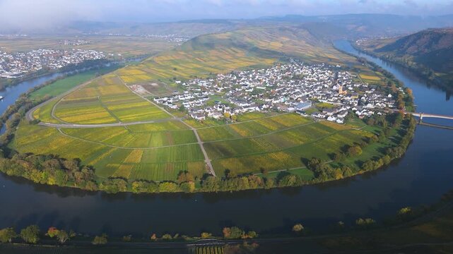 Trittenheim, Moselle Valley with loop of Mosel river, aerial view, riesling wine growing on vine, vineyard landscape in autumn, agriculture in Germany