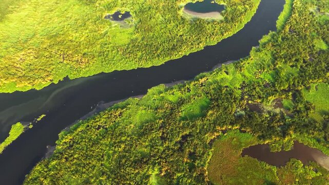 Green wetland and forest with a winding river forming a natural ecosystem