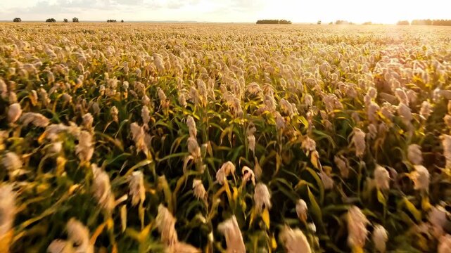 Golden field wheat grain agriculture farm rural landscape sunset harvest nature countryside summer cereal crop glow over rural farm landscape