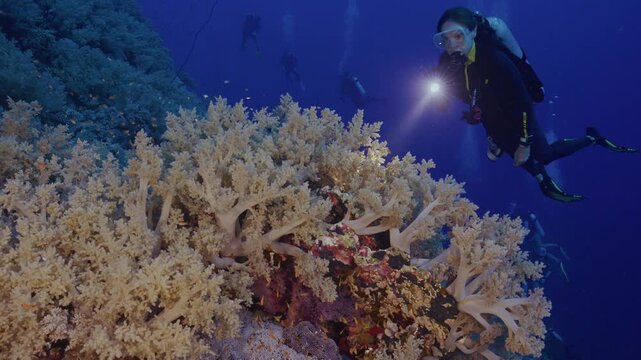Female scuba diver swims up to soft corals on wall.