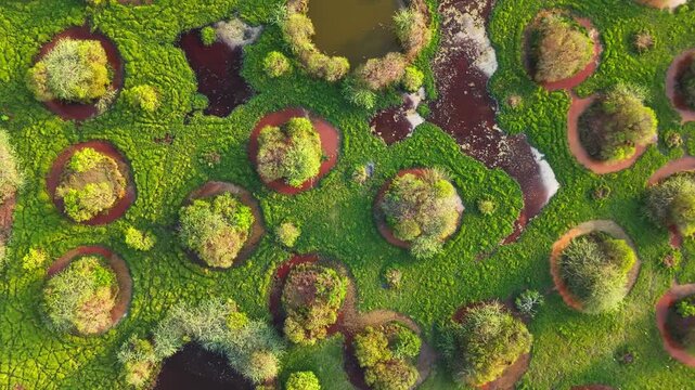 Naturally formed circular bushes and green vegetation seen from above
