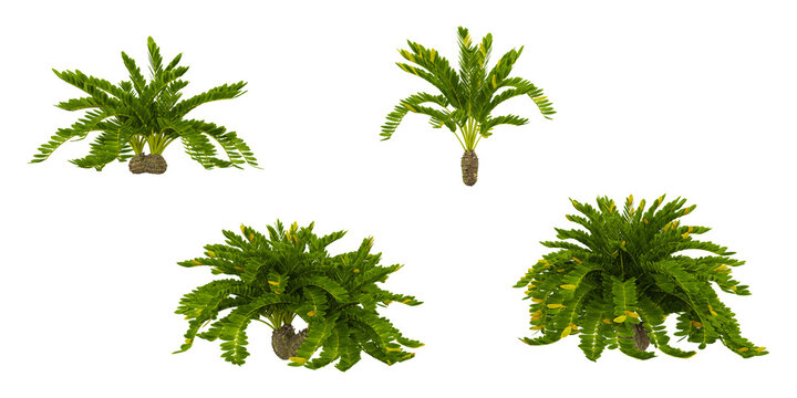 Set of Zamia trees on transparent background