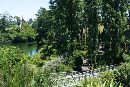 Riverside walking trail through trees in Cambridge
