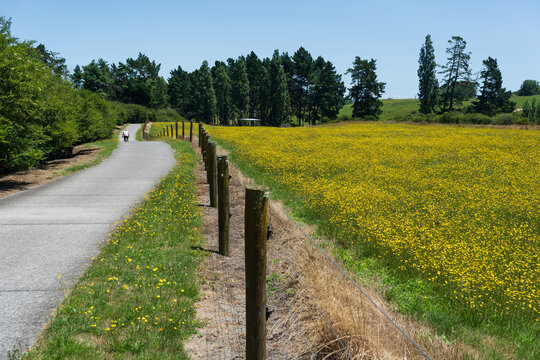 Cyclist beside yellow flower field in Cambridge