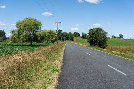 Rural Road Through Farmland Near Te Awamutu