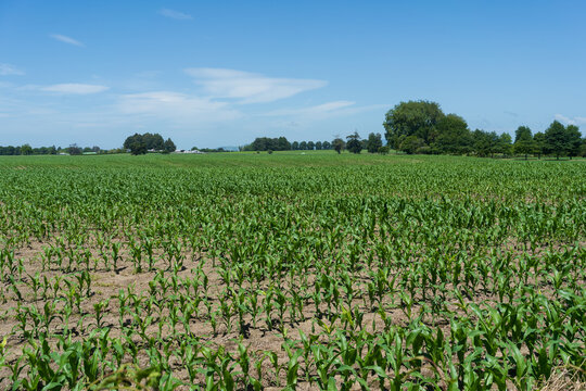 Young corn crop growing in New Zealand farmland