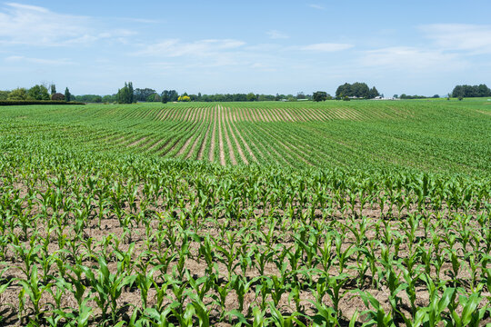 Young corn crop growing in New Zealand farmland