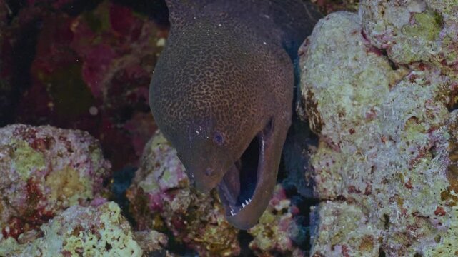 Large moray eel in coral hideout.