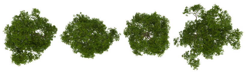 Fototapeta premium Set of Melicoccus trees on transparent background from the top view
