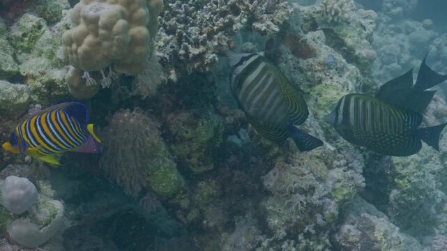 Regal and unidentified anglefish feed on reef.