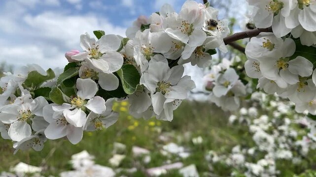 Blooming apple branch with white flowers and pink buds swaying in the breeze, a small pollinating beetle on the petals, meadow and cloudy blue sky blurred behind in spring