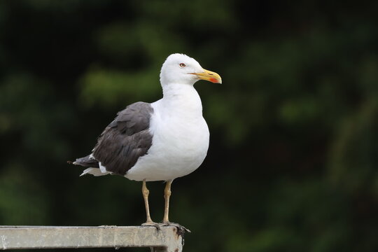 the lesser black backed gull (Larus fuscus)