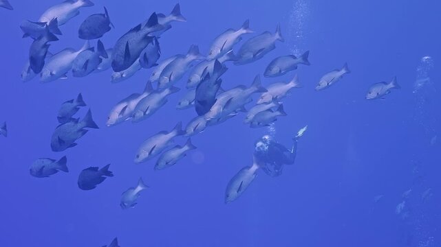Scuba diver observes group of chubs open water.