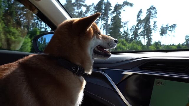Sunlit dog gazes out car window. Dog's mouth open, ears alert, eyes focused forward. Green trees flash past through window glass. Joyful canine enjoys car ride adventure. Perfect for travel, pet