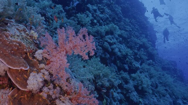 Scuba divers swim by tropical reef wall.