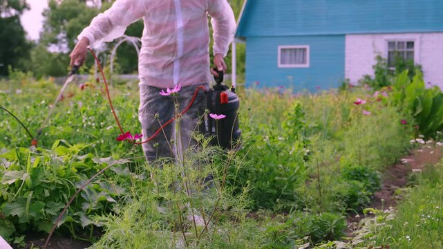 Farmer sprays garden plants with a backpack sprayer. Greenery surrounds a colorful flower bed. Worker moves slowly through the garden rows. Blue house stands behind the vegetable patch