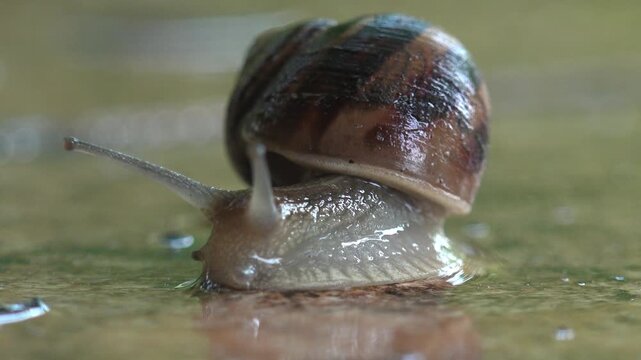 Garden snail crawling on a wet surface after rain with long tentacles extended, macro eye level view with reflection, water film and soft green background