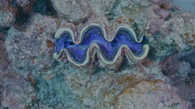 Tridacna clam with mantle exposed.