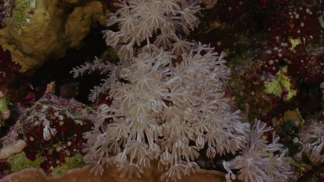 Unidentified hydroid colony feeding in current.