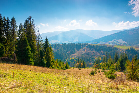 countryside mountain landscape in autumn. weathered grassy field on a hill near forest. rural outdoor adventure background. alpine highland of ukraine on a sunny afternoon