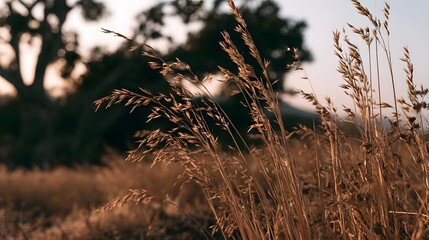 Obraz premium Golden wild grasses sway gently in a sunlit field creating soft natural textures against blurred tree silhouettes