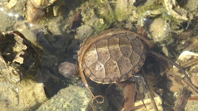 Newly hatched baby turtle in sunlit shallow water among algae covered stones and mussel shells, close top down view of the tiny reptile after reaching the pond