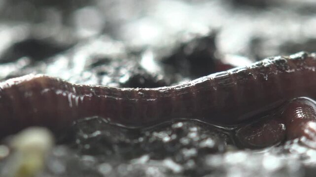 Earthworm crawling over wet dark soil after rain, segmented body glistening in backlight, ground level macro with shallow depth of field and muddy texture