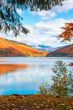 landscape with lake in autumn. scenic view of forest reflection on the lake surface. rika river water reserve. transcarpathia in fall season