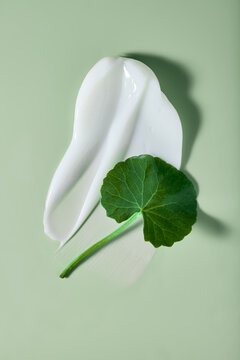 Centella asiatica leaf with white cosmetic cream smear on green background. Skincare product texture backdrop