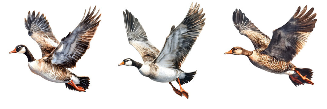 Watercolor painting depicts barnacle geese in flight with wings spread wide on a black background