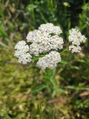 Bristly yarrow (Achillea setacea) © Eleonora